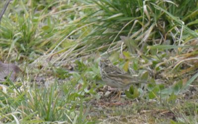 Pipit farlouse