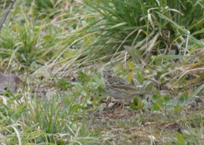 Pipit farlouse