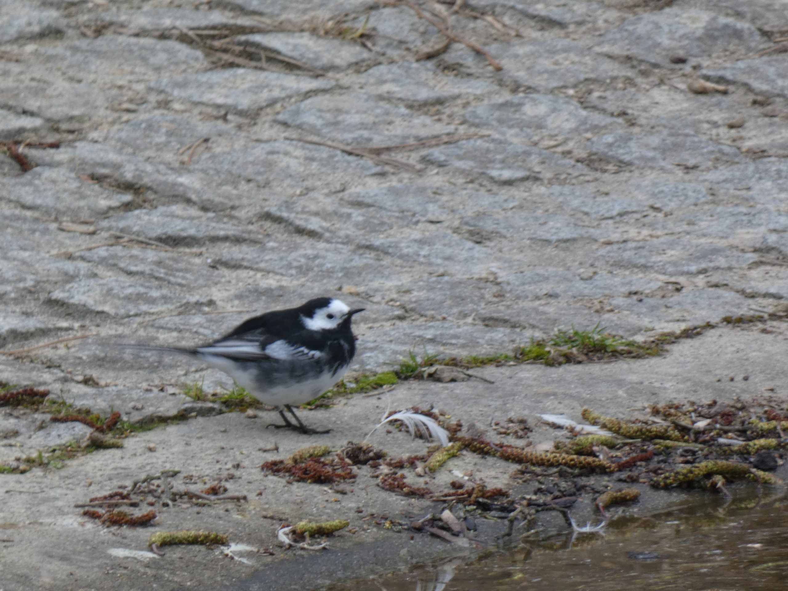 P1030139-2.jpg