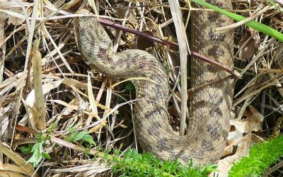 Vipère péliade (Vipera berus)