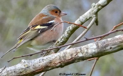 Pinson des arbres mâle (Fringilla coelebs)