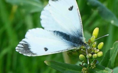 Aurore (Anthocharis cardamines femelle