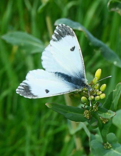 Aurore (Anthocharis cardamines femelle