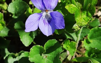 Une petite violette