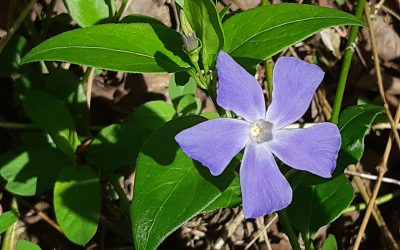 Petite pervenche (Vinca minor)