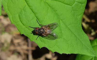 mouche domestique (musca domestica)