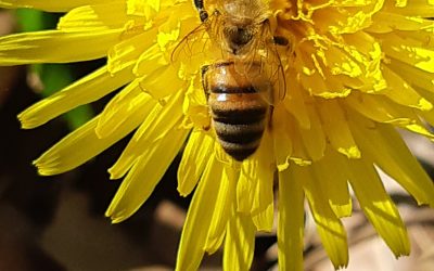 Abeille domestique (Apis mellifera) sur un pissenlit