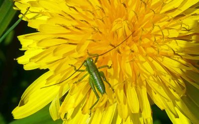 Grande sauterelle verte – larve (Tettigonia viridissima)