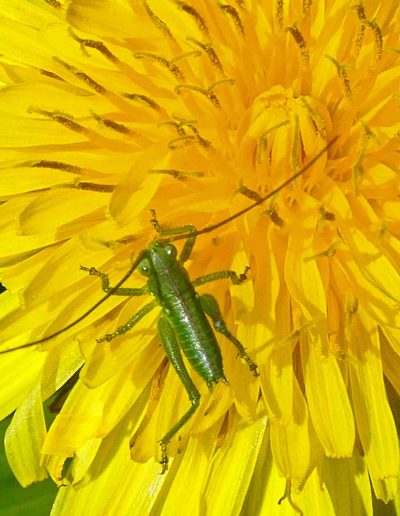 Grande sauterelle verte – larve (Tettigonia viridissima)