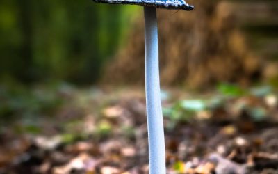 Champignon, probablement un Coprin pie (Coprinopsis picacea)