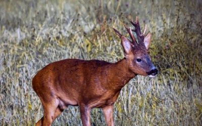 Chevreuil européen (Capreolus capreolus)