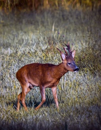 Chevreuil européen (Capreolus capreolus)