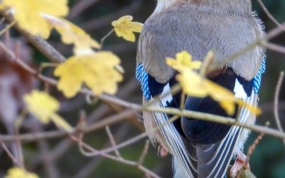 Geai des chênes (Garrulus glandarius)