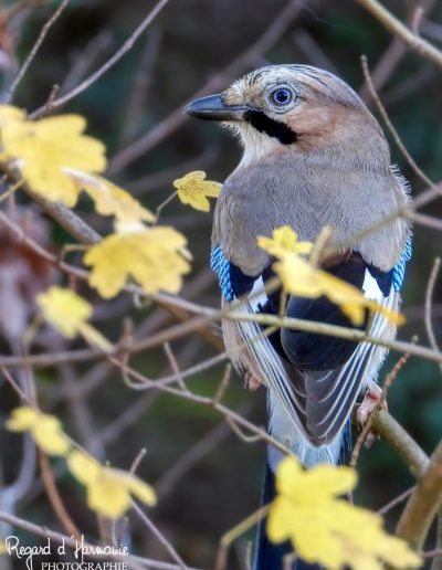 Geai des chênes (Garrulus glandarius)