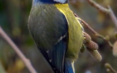 Mésange bleue (Cyanistes caeruleus)