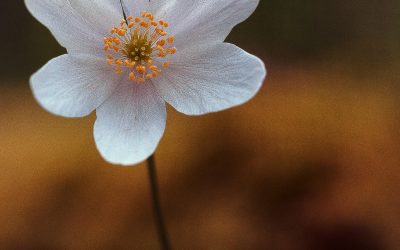 Anémone Sylvie (Anemone nemorosa)