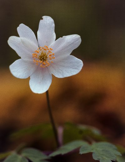 Anémone Sylvie (Anemone nemorosa)