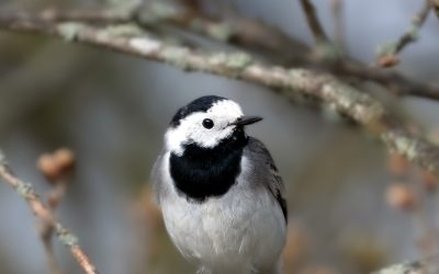 Bergeronnette grise (Motacilla alba)