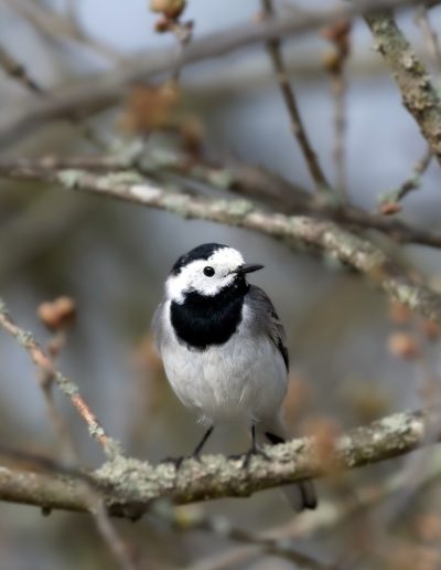 Bergeronnette grise (Motacilla alba)