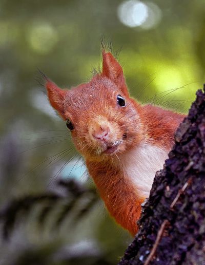 Ecureuil roux (Sciurus vulgaris)