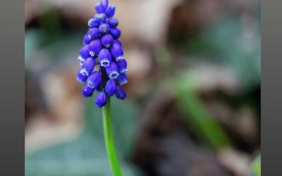 Muscari négligé (Muscari neglectum)