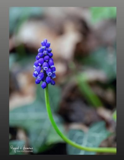 Muscari négligé (Muscari neglectum)