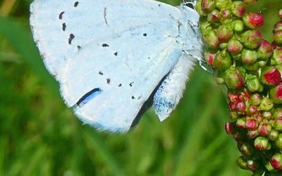 Azuré des nerpruns (Celastrina argiolus)