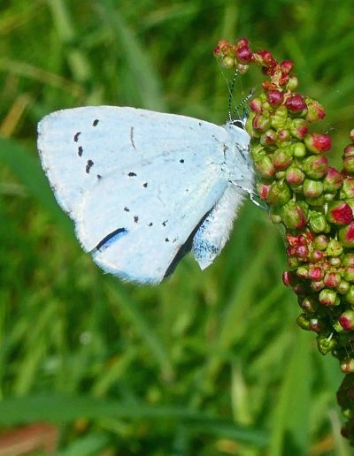 Azuré des nerpruns (Celastrina argiolus)