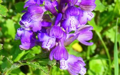 Orchis bouffon (Orchis morio) (orchidée)