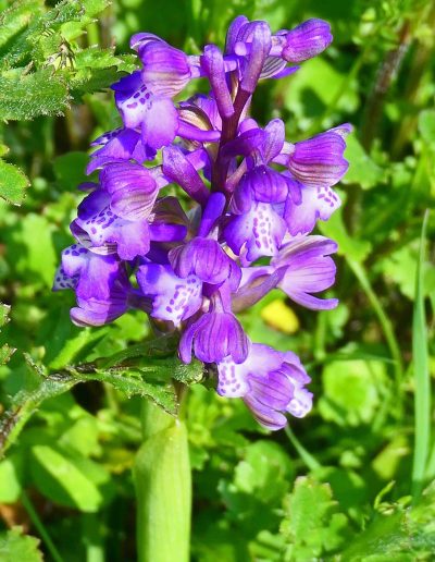 Orchis bouffon (Orchis morio) (orchidée)