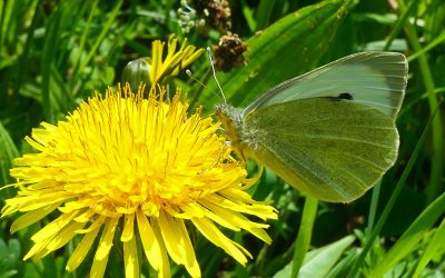 Pieride du chou (Pieris brassicae)