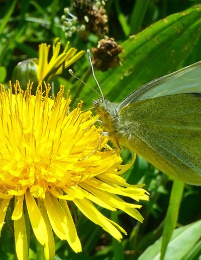 Pieride du chou (Pieris brassicae)