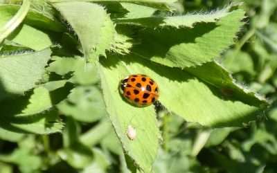 Coccinelle asiatique (Harmonia axyridis)