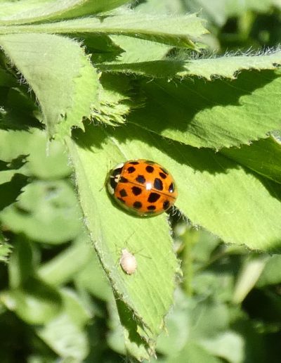 Coccinelle asiatique (Harmonia axyridis)