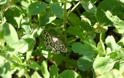 Géomètre à barreaux (Chiasmia clathrata)