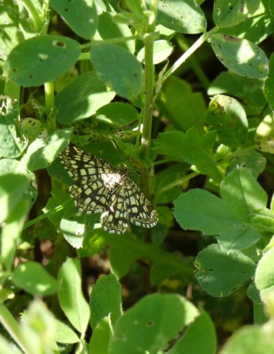 Géomètre à barreaux (Chiasmia clathrata)