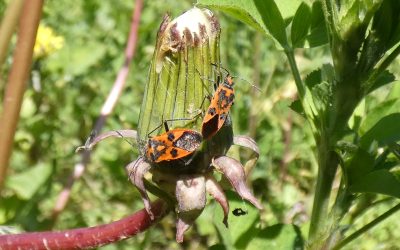 « Gendarme » (Corizus hyoscyami)