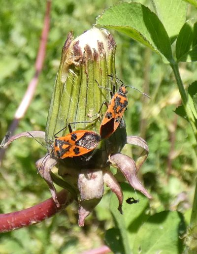 « Gendarme » (Corizus hyoscyami)