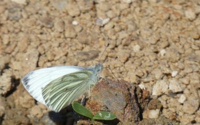 Piéride du Navet (Pieris napi)