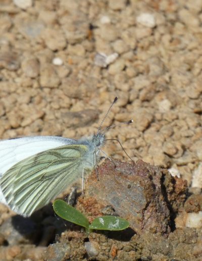 Piéride du Navet (Pieris napi)