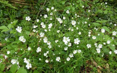 Stellaire holostée (Stellaria holostea)