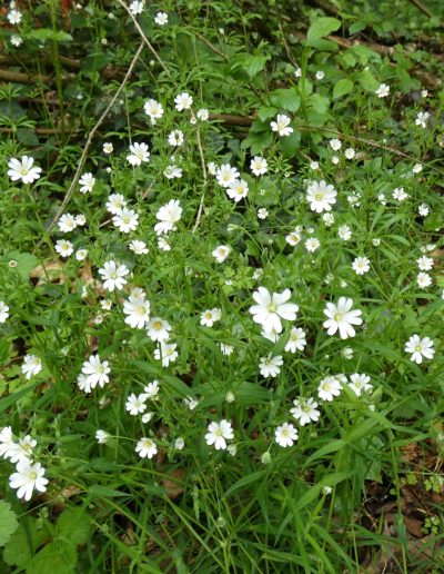 Stellaire holostée (Stellaria holostea)