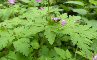 Géranium herbe à Robert (Geranium robertianum)