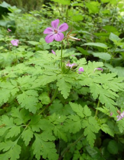 Géranium herbe à Robert (Geranium robertianum)