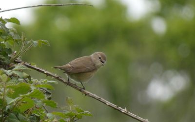 Fauvette des jardins