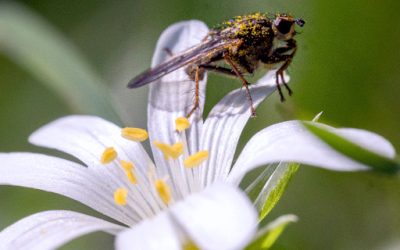 Petit insecte posé sur une Stellaire