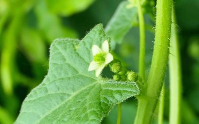 Bryone dioïque (Bryonia dioica)