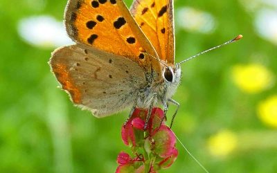 Cuivré commun ( Lycaena phlaeas)