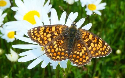 Mélitée des centaurées (Melitaea phoebe)