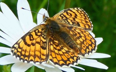 Mélitée du plantain (Melitaea cinxia)